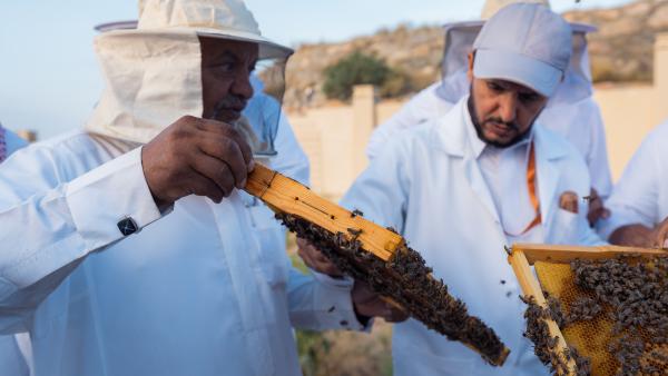 الجامعة تدرب اكثر من ١٠٠ مستفيد على تربية النحل وانتاج العسل