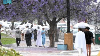 المطر و"الجاكرندا"... لوحات البنفسج تغتسل بخيرات الربيع